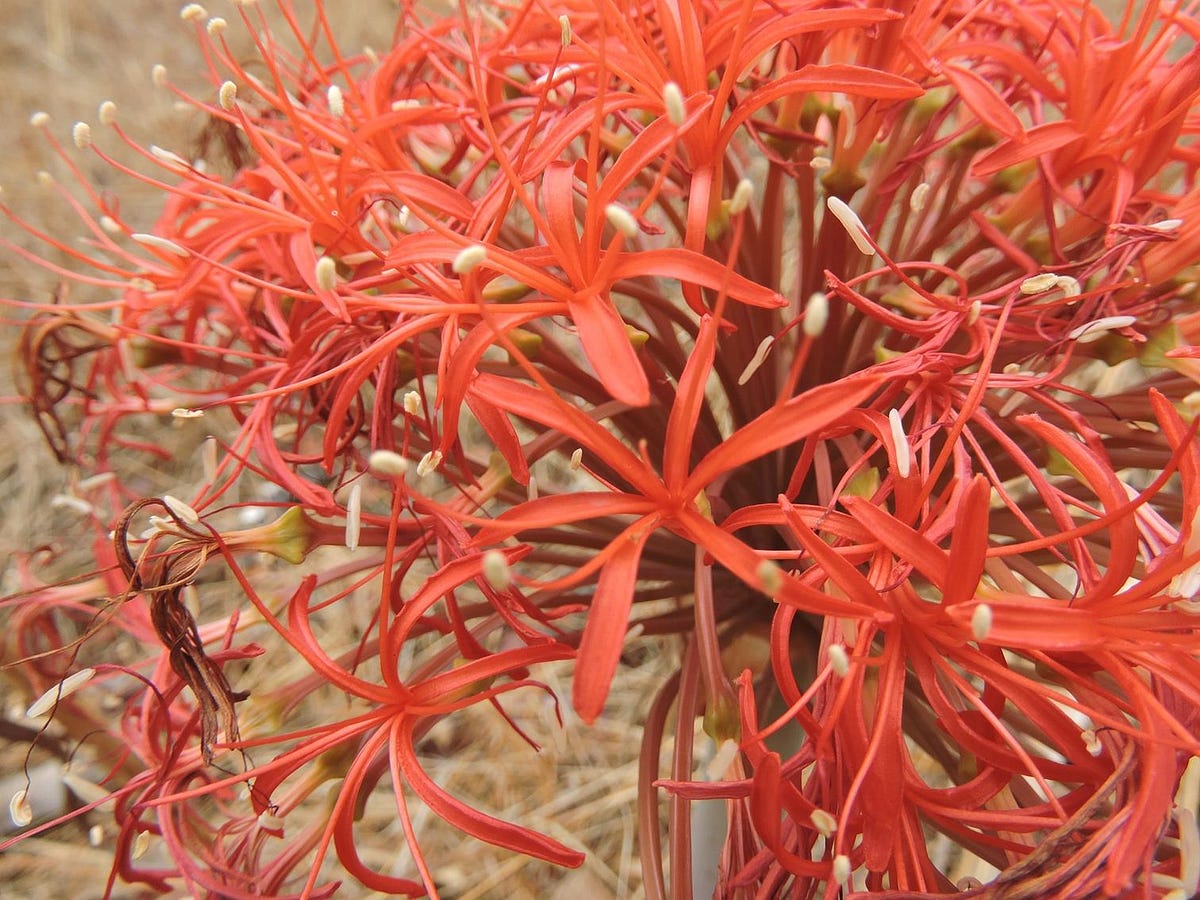 Plants gathered during fieldwork
