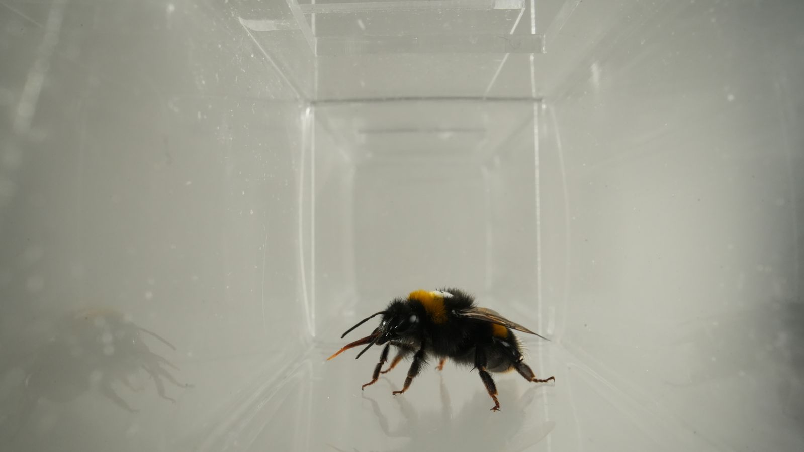 A bumblebee feeding from a flower